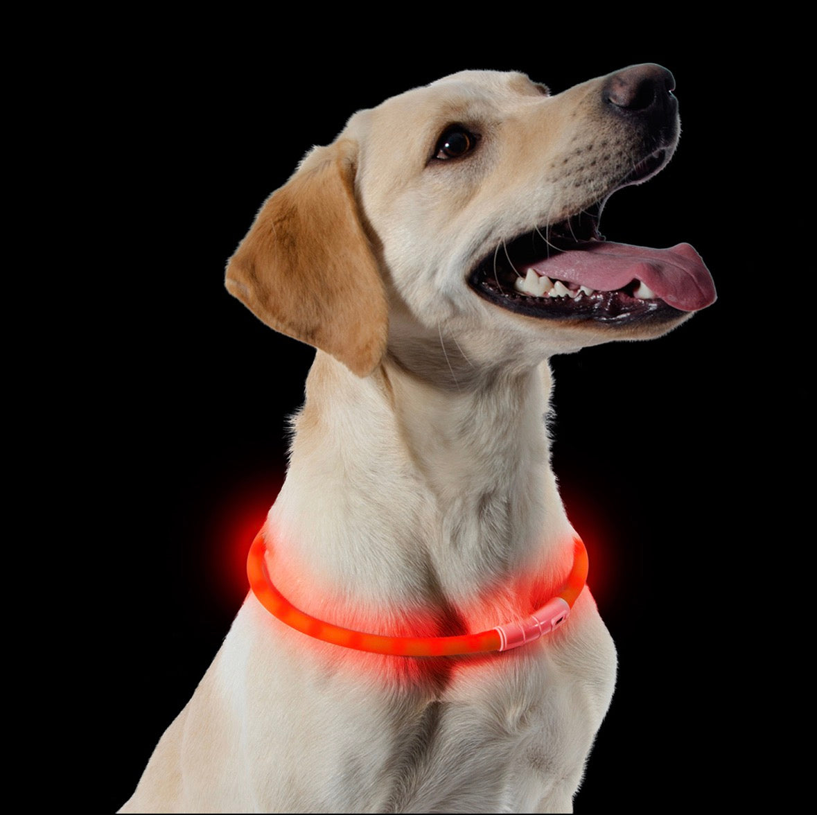 Ancol USB Flashing Band. Night Safety