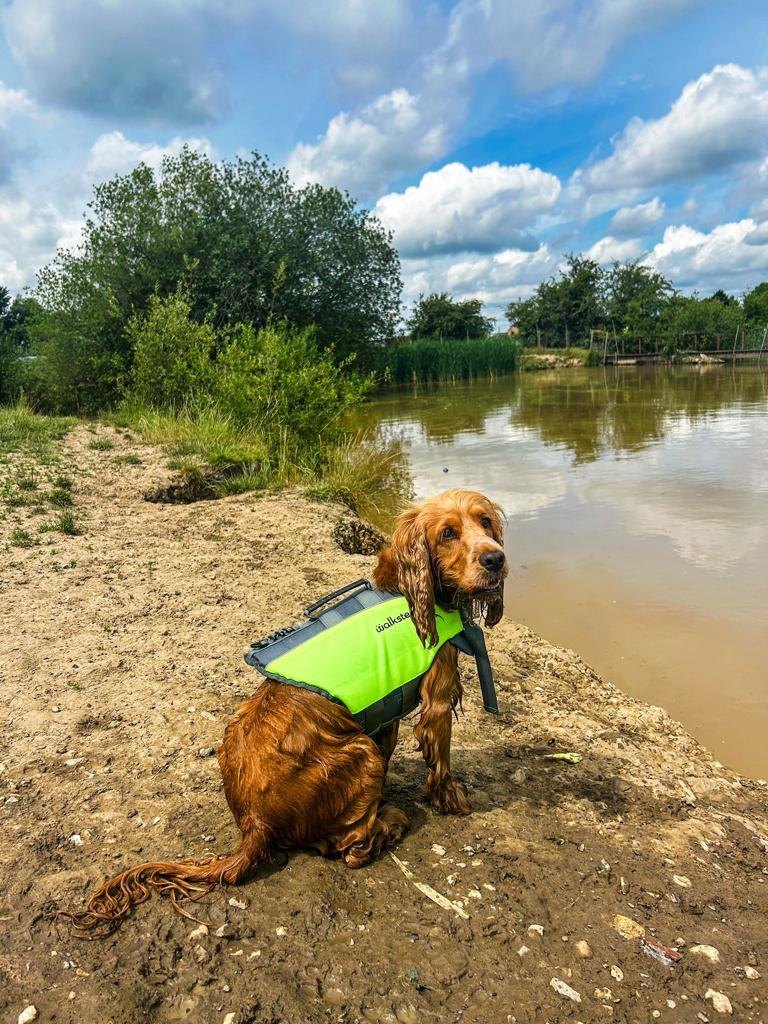 Dog Life Jacket by Walksters