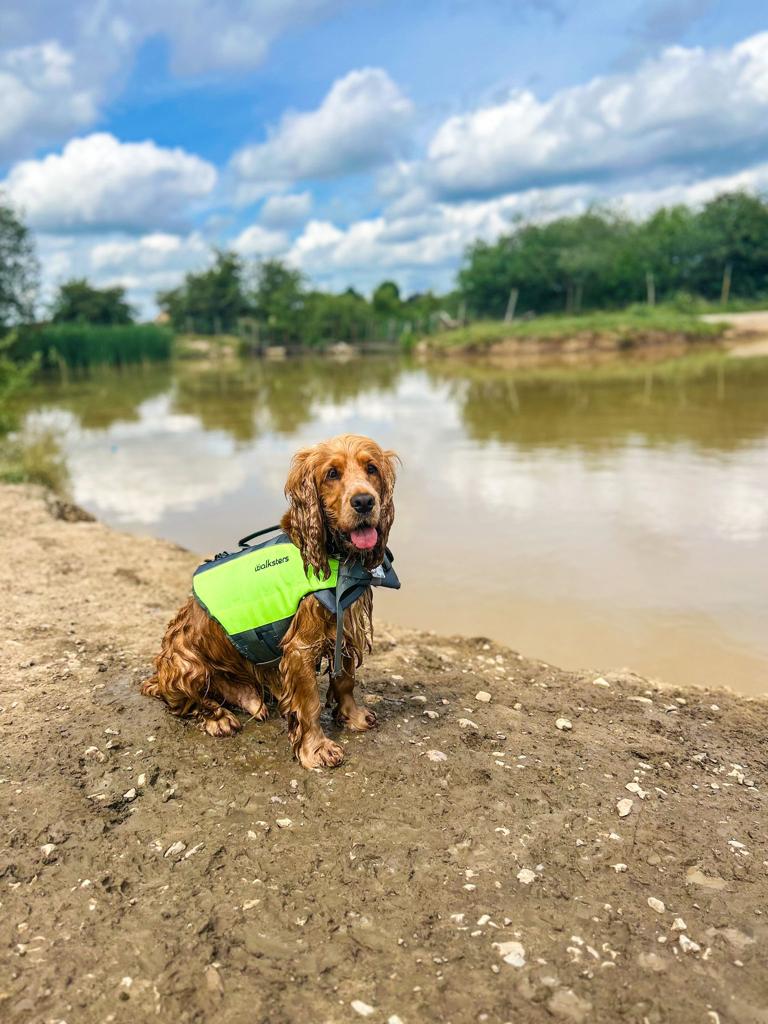 Dog Life Jacket by Walksters