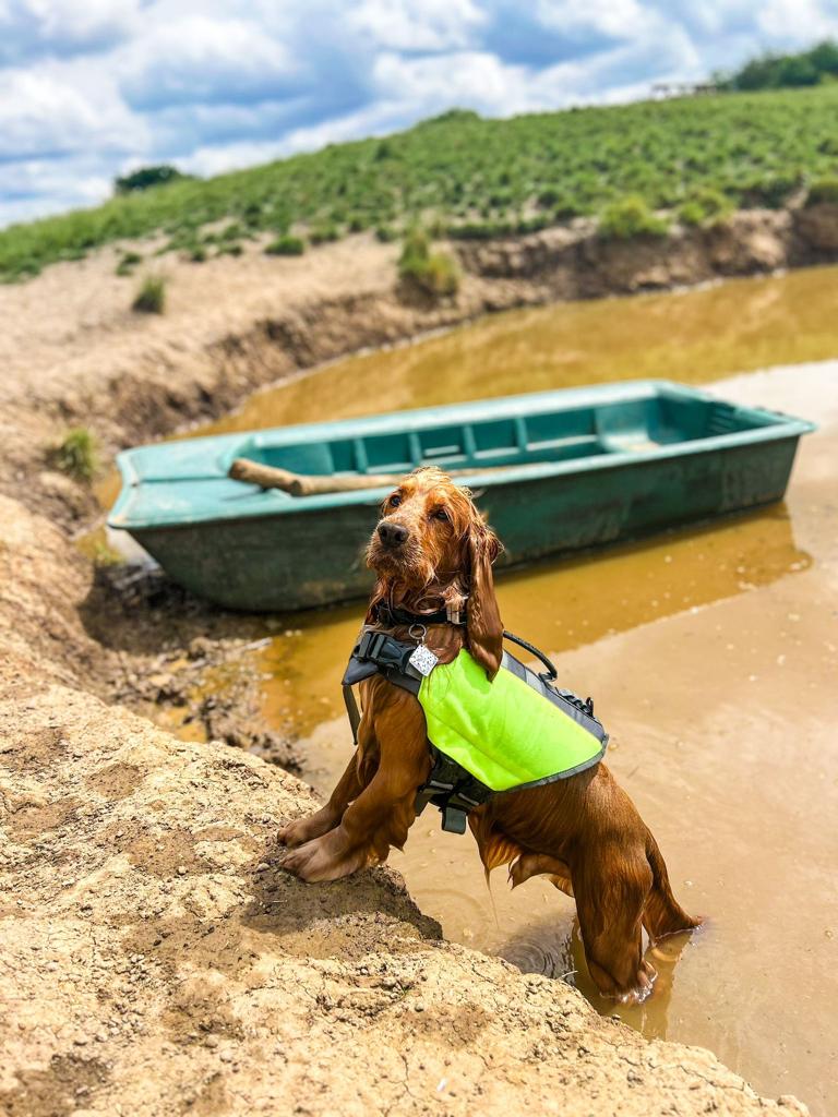 Dog Life Jacket by Walksters