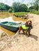 Alfie the adventure spaniel in the Walksters Life Jacket 