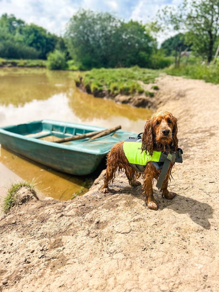 Alfie the adventure spaniel in the Walksters Life Jacket 