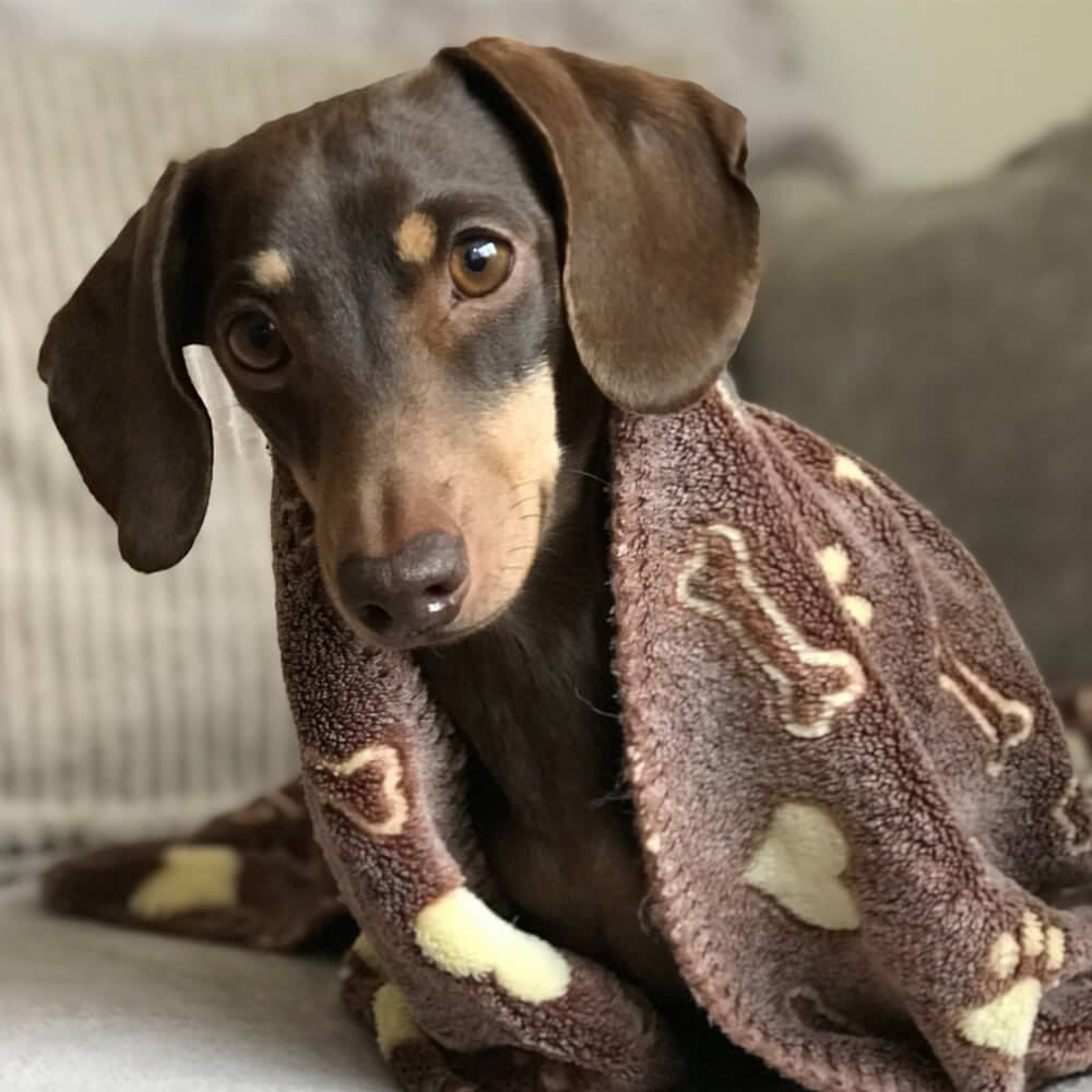 Comfort Blanket Brown 74cm x 74cm