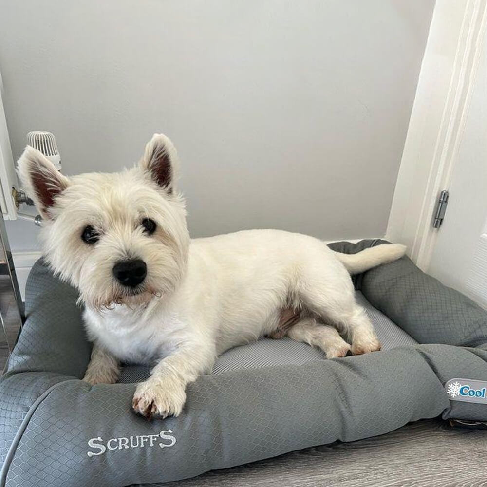 Cooling Dog Bed