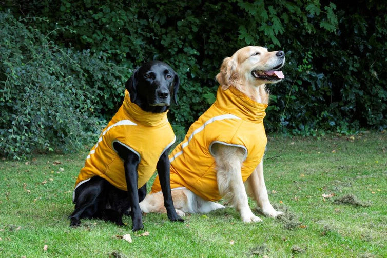 Stay Bright Bundle Yellow Coat