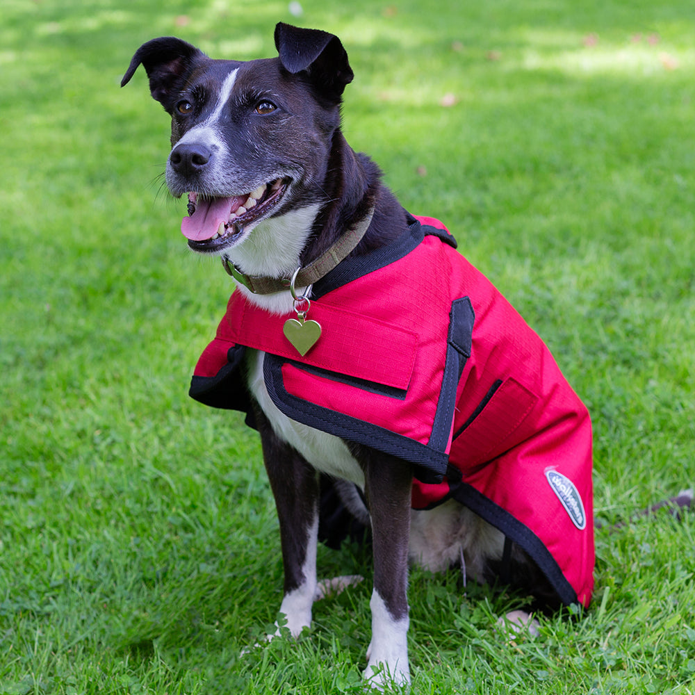 All Seasons Waterproof Dog Coat in Red
