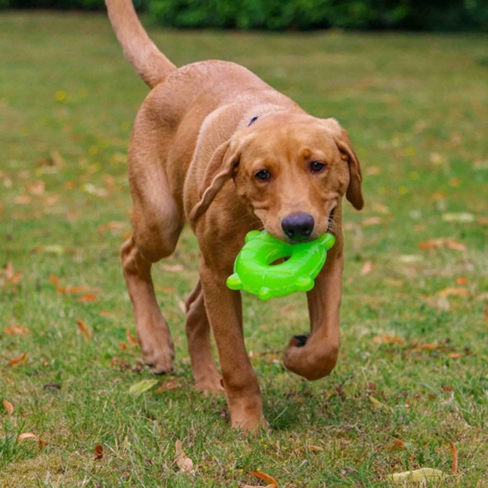 Ice Paws Freezable Cooling Dog Toys – Ice Lolly, Turtle & Starfish