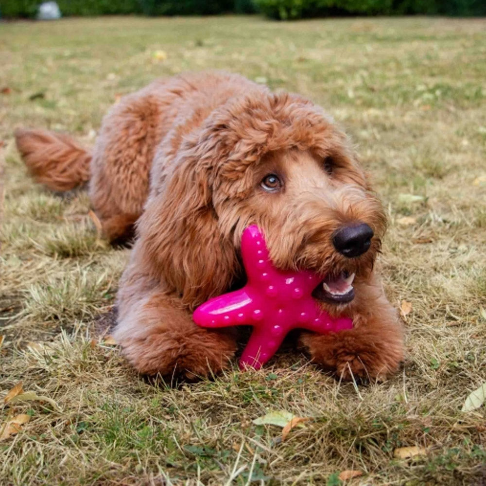 Ice Paws Freezable Cooling Dog Toys – Ice Lolly, Turtle & Starfish