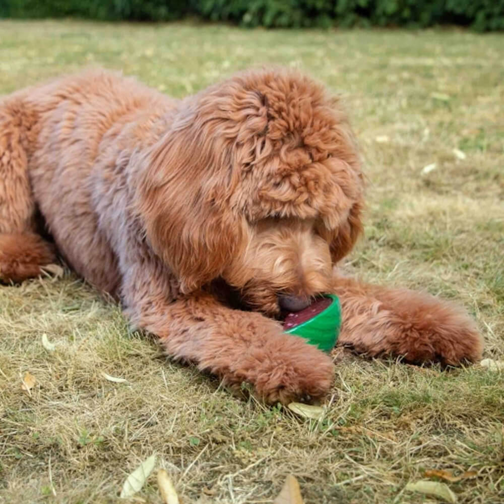 Ice Paws Watermelon Freezable Cooling Dog Toy