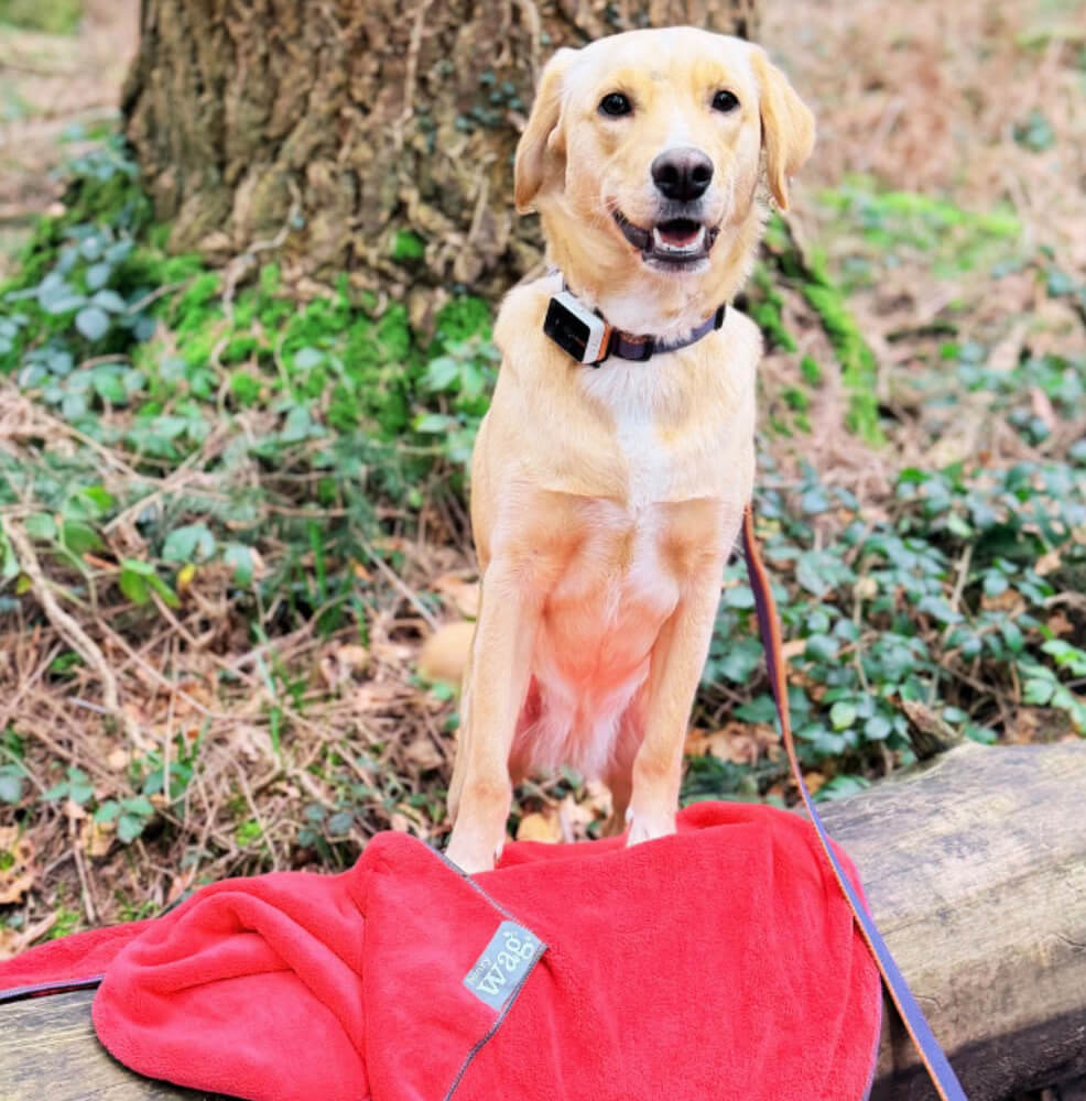Microfibre Pet Dog Cleaning & Drying Towel - Red