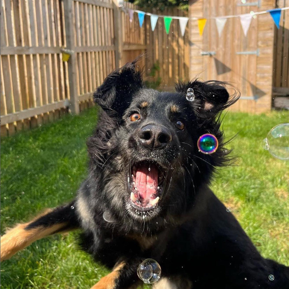 Meaty Bubbles