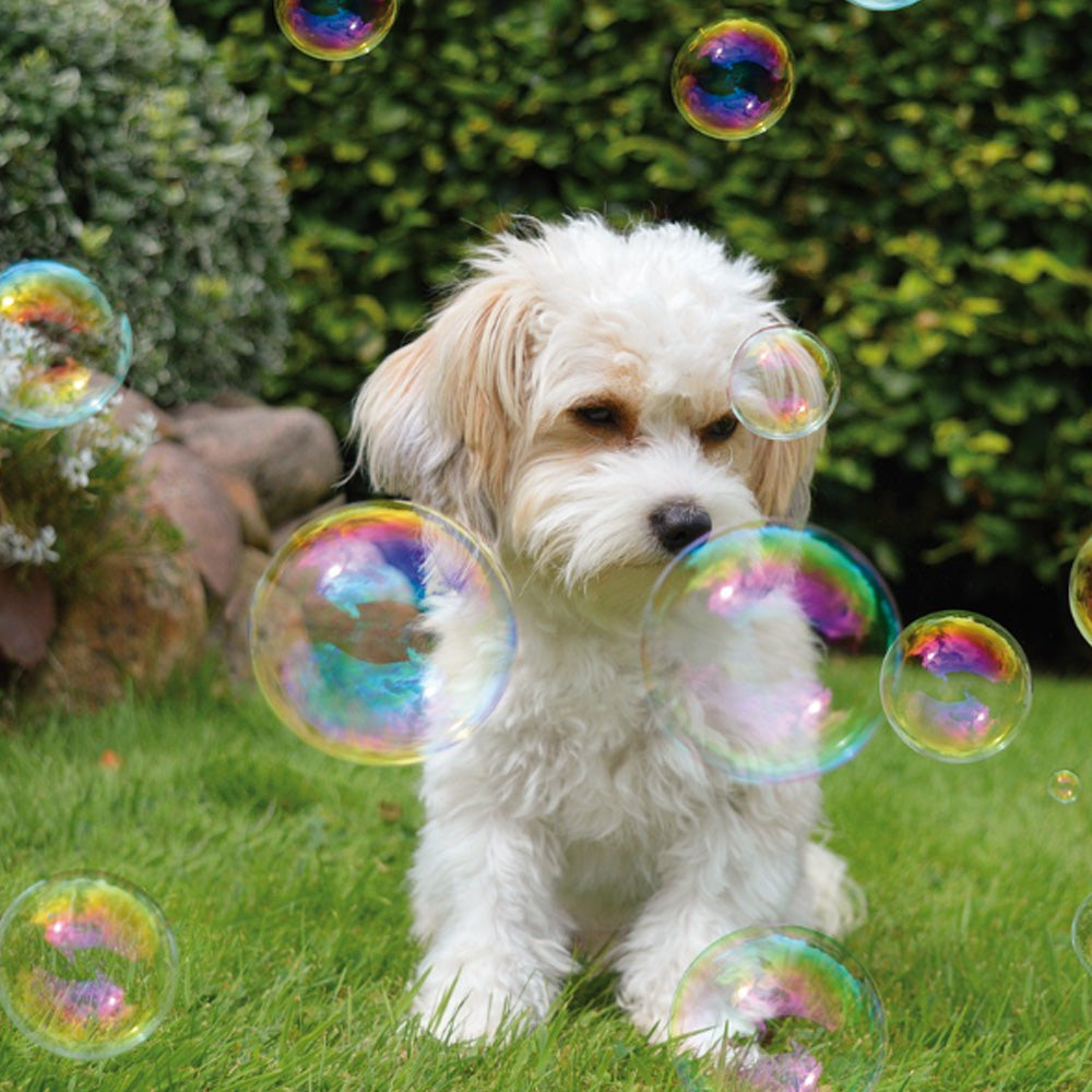 Bubble dog deals