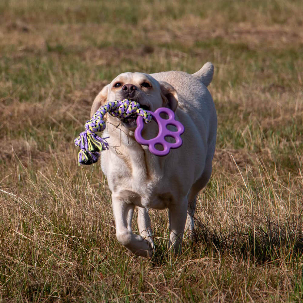 Playtime Ropey Paw