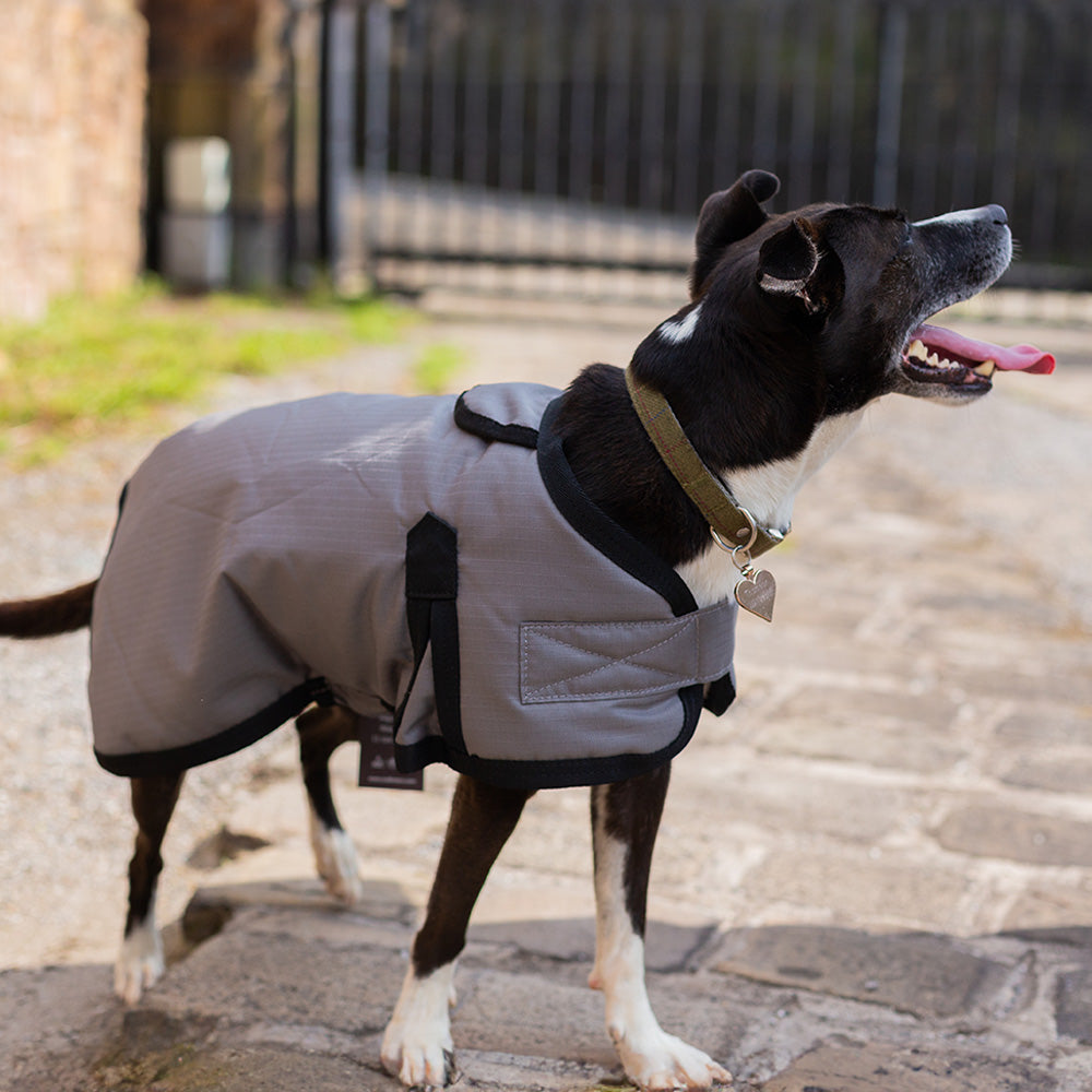 All Seasons Waterproof Dog Coat in Grey