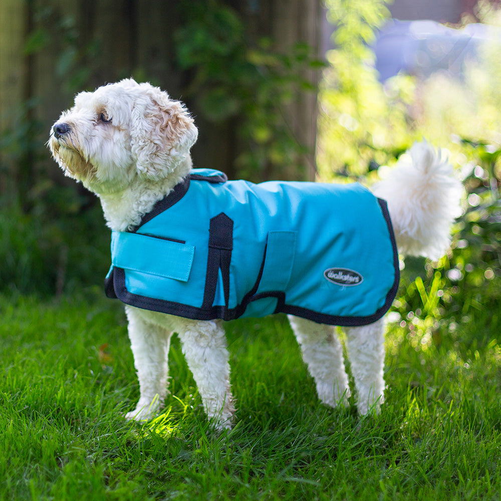 All Seasons Waterproof Dog Coat in Turquoise Blue