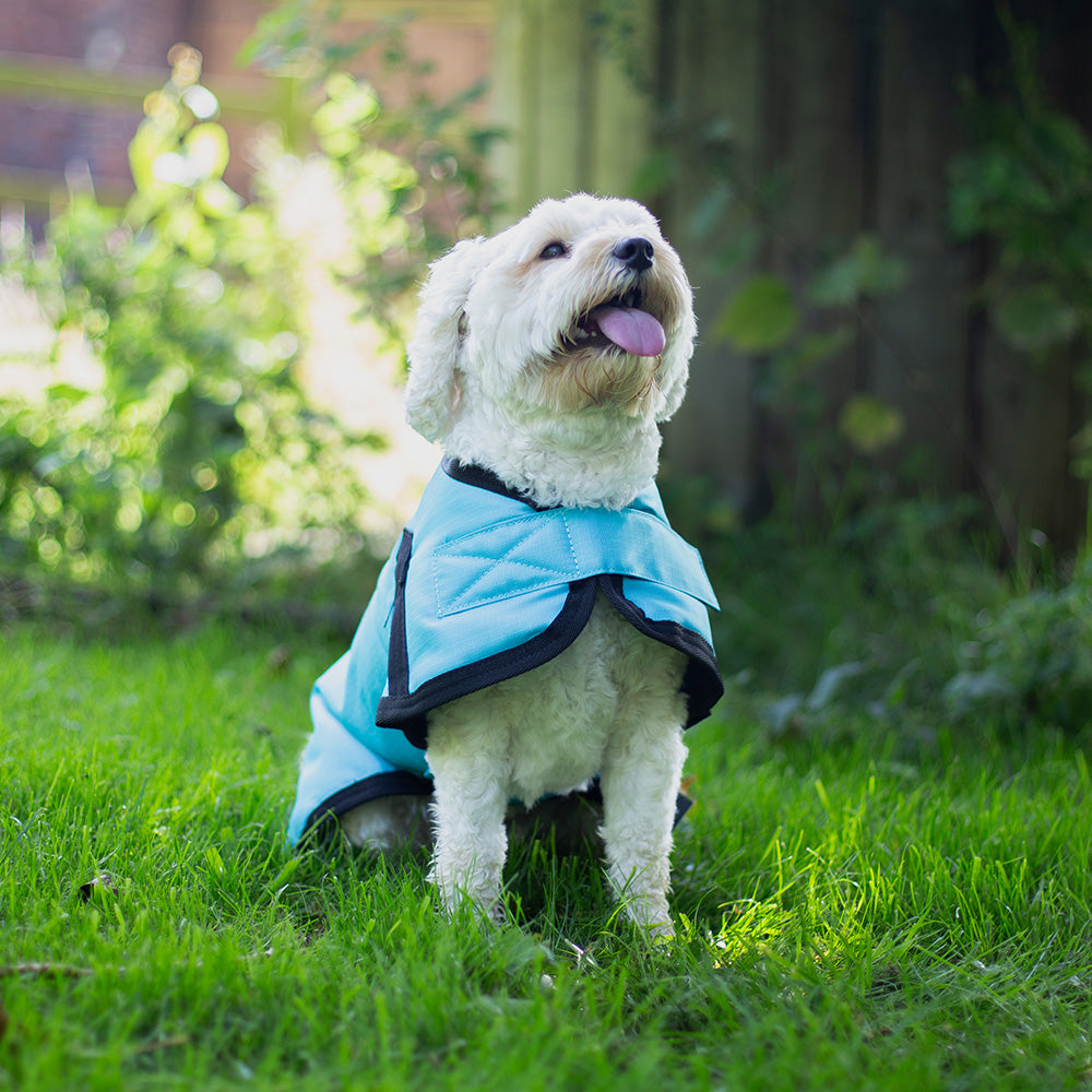 All Seasons Waterproof Dog Coat in Turquoise Blue