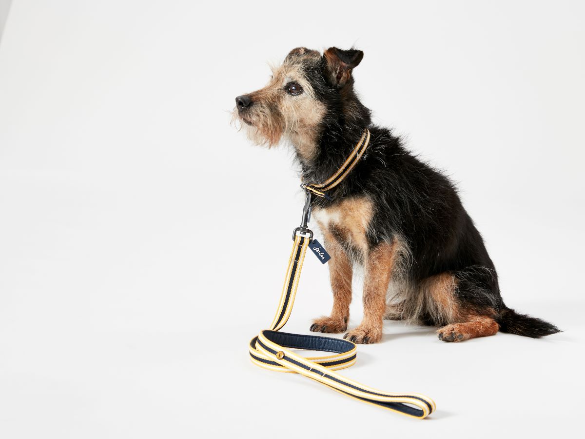 Joules Navy & Yellow Stripe Dog Lead