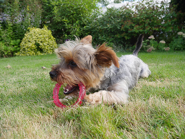 BioSafe Germ Smart Puppy Ring Toy