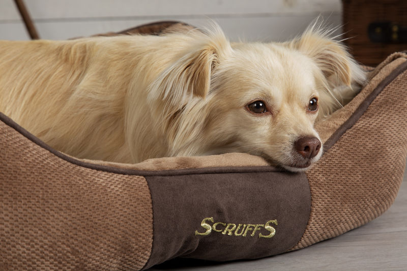 Chester Box Dog Bed in Brown