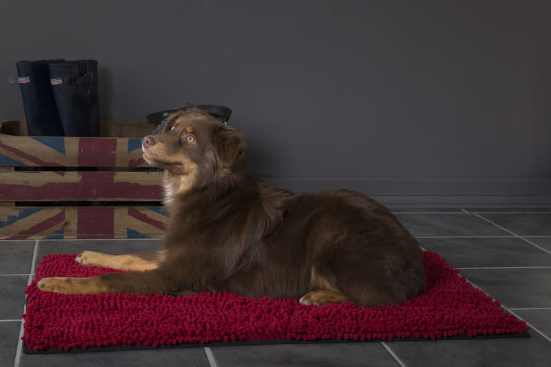Noodle Dog Mat in Red