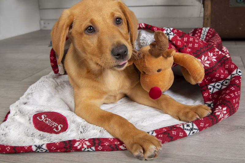 Scruffs Santa Paws Blanket & Reindeer Gift Set in Red