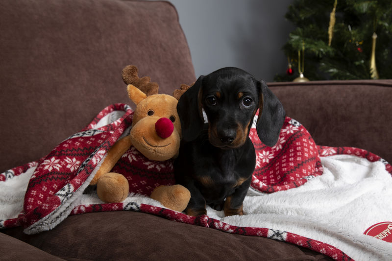 Scruffs Santa Paws Blanket & Reindeer Gift Set in Red