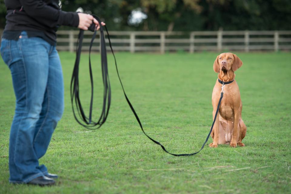 Recall Training Line for Dogs and Puppies