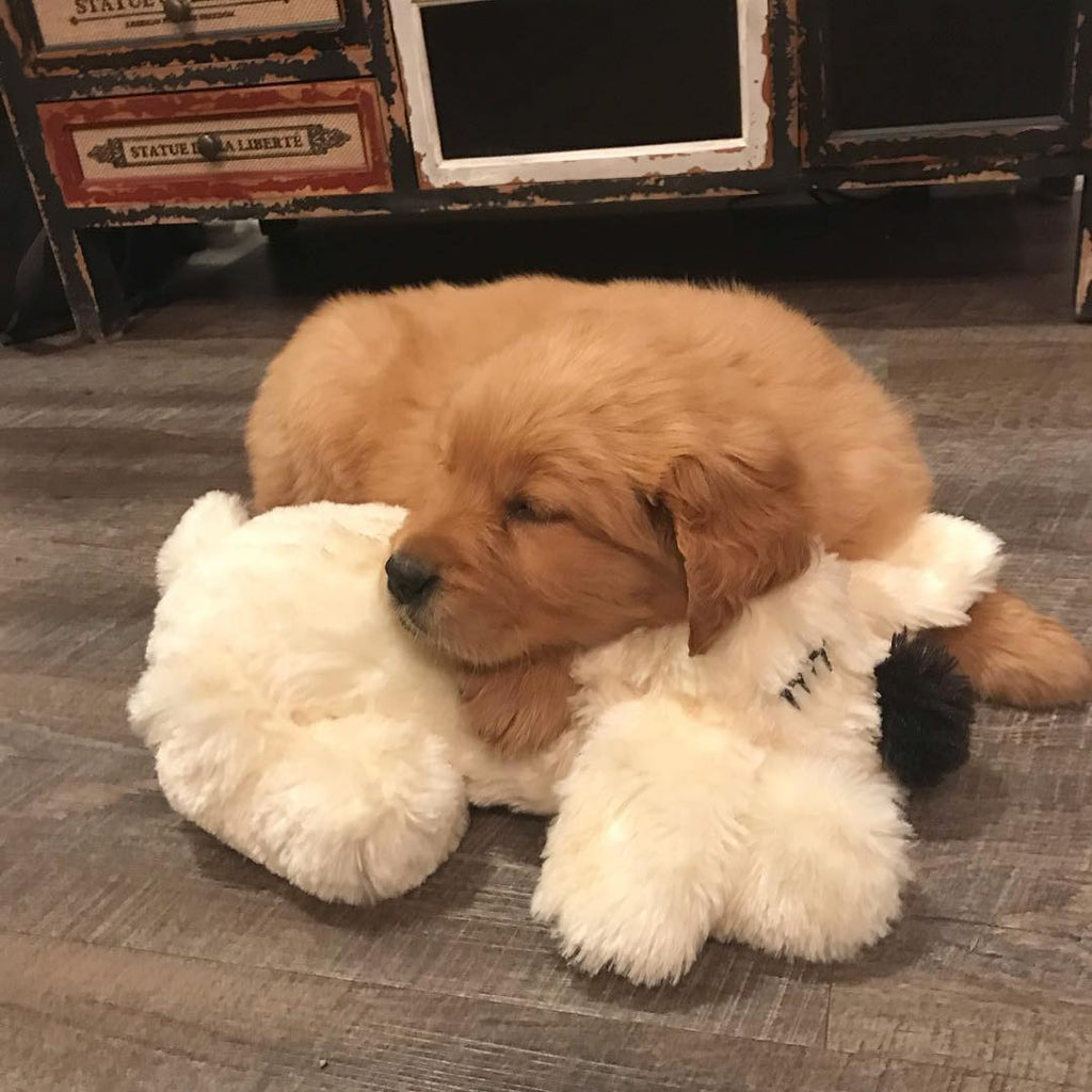 Snuggle puppy rock 2025 n play