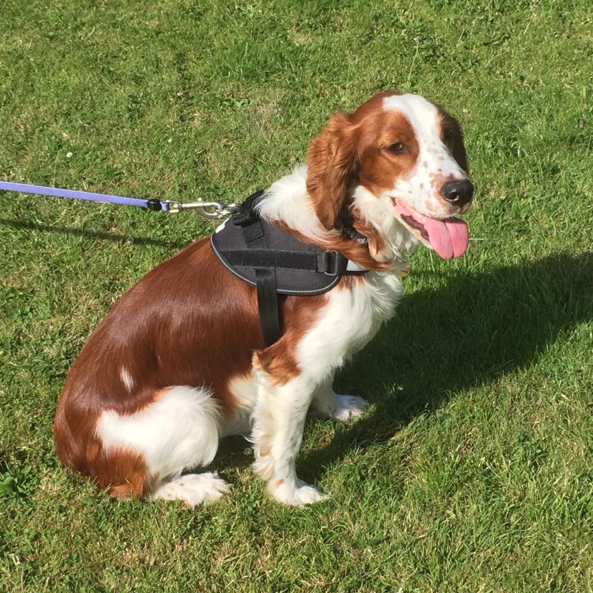 Strong/Car Dog Harness - Camo