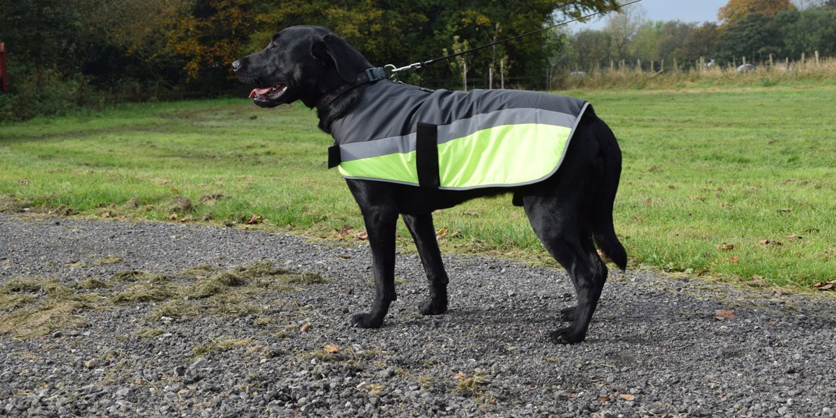 Go Walk High Vis Reflective Dog Coat in Yellow