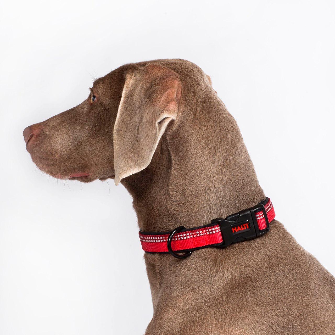 Comfort Dog Collar in Red