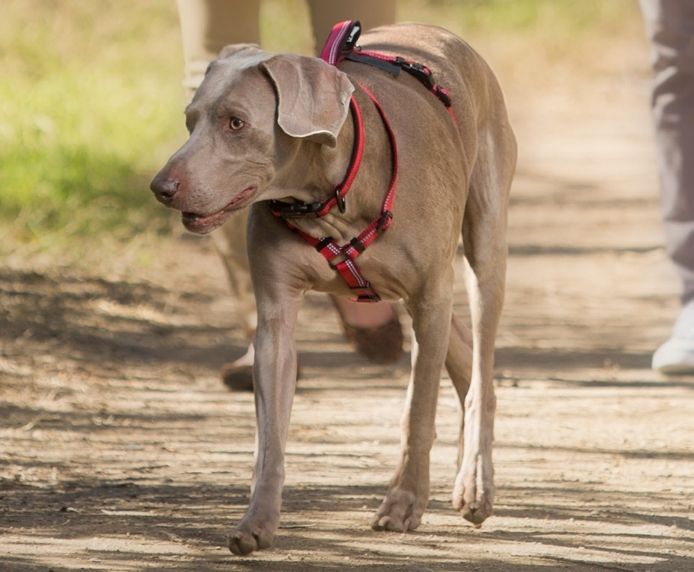 Halti Walking Harness for Dogs in Black/Grey