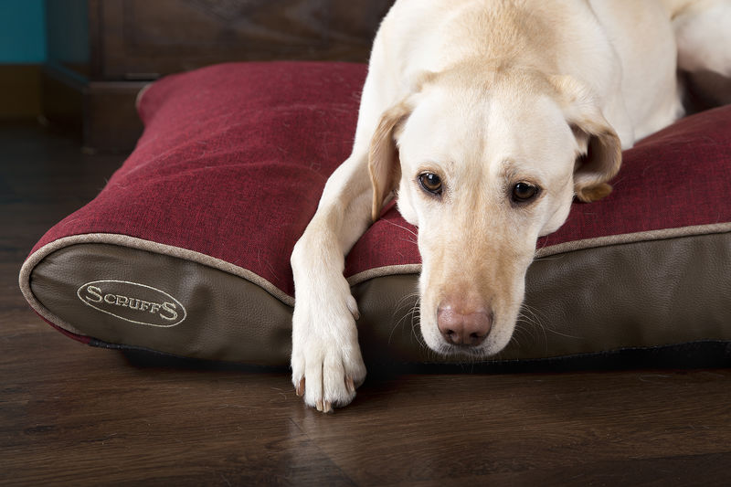 Scruffs Hilton Orthopaedic Memory Foam Dog Mattress Red