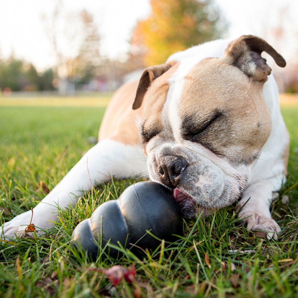 Black shop dog ball