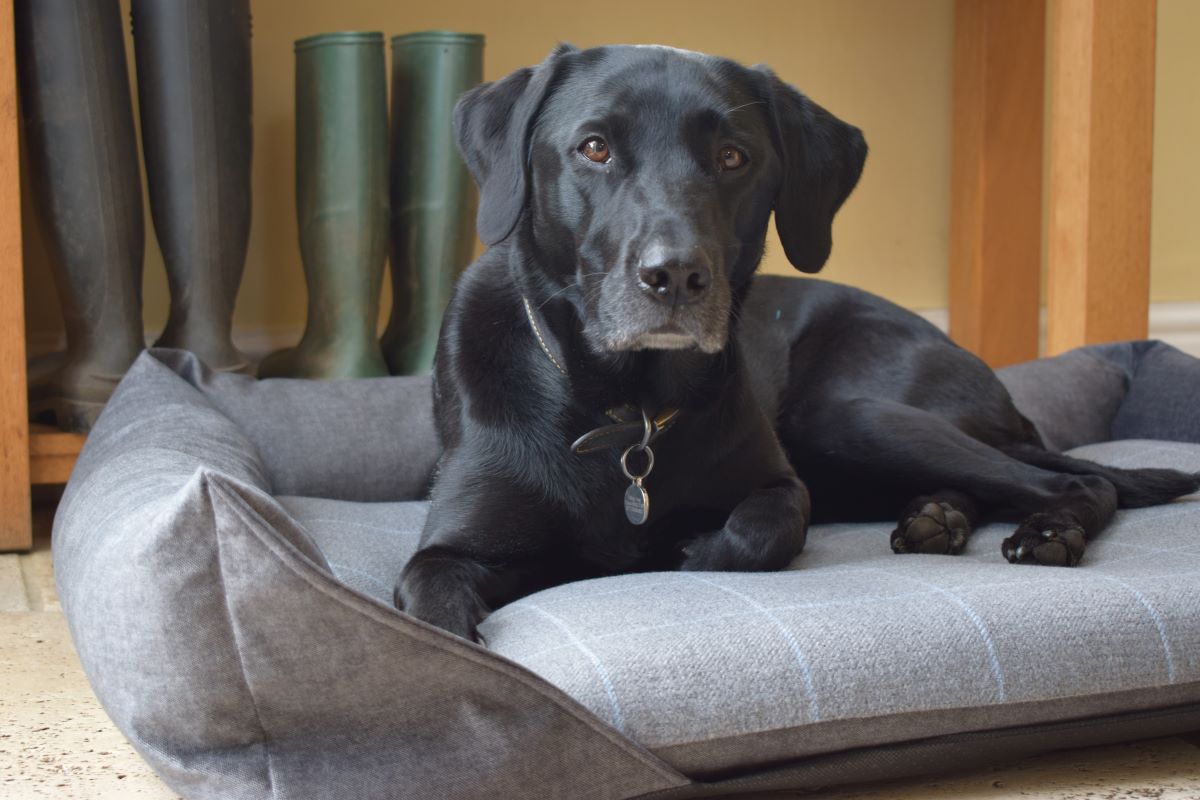 Walksters Aviemore Dog Bed in Dark Grey Check