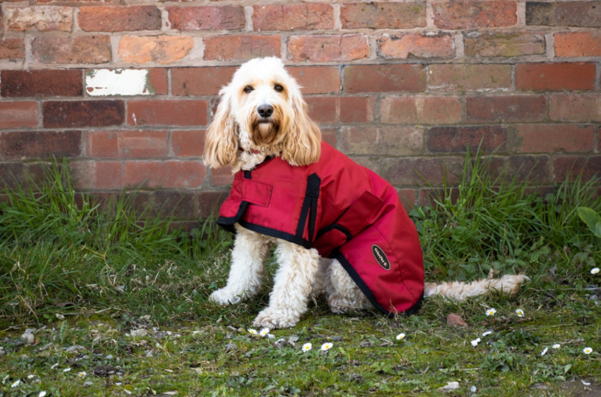 Waterproof Dog Coats UK Dog Coat Specialists Treat Your Dog