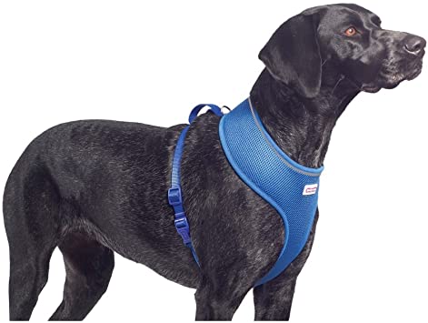 Comfort Harness/Car Harness for Dogs in Blue