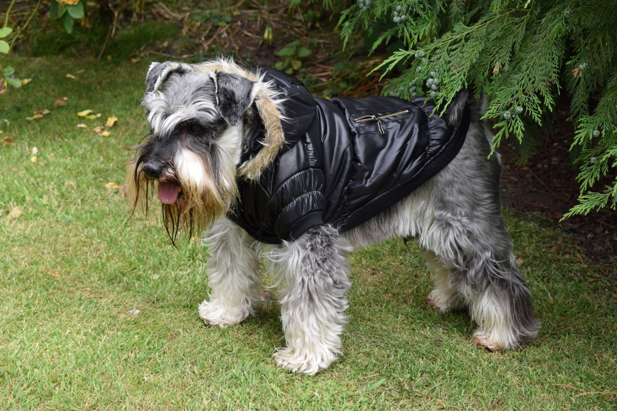 Black Parka Dog Coat