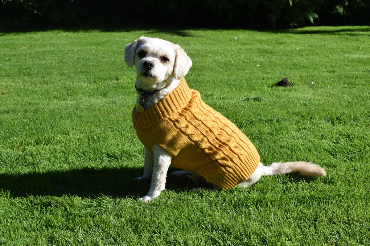 Buster & Beau Cable Knit Dog Jumper in Mustard