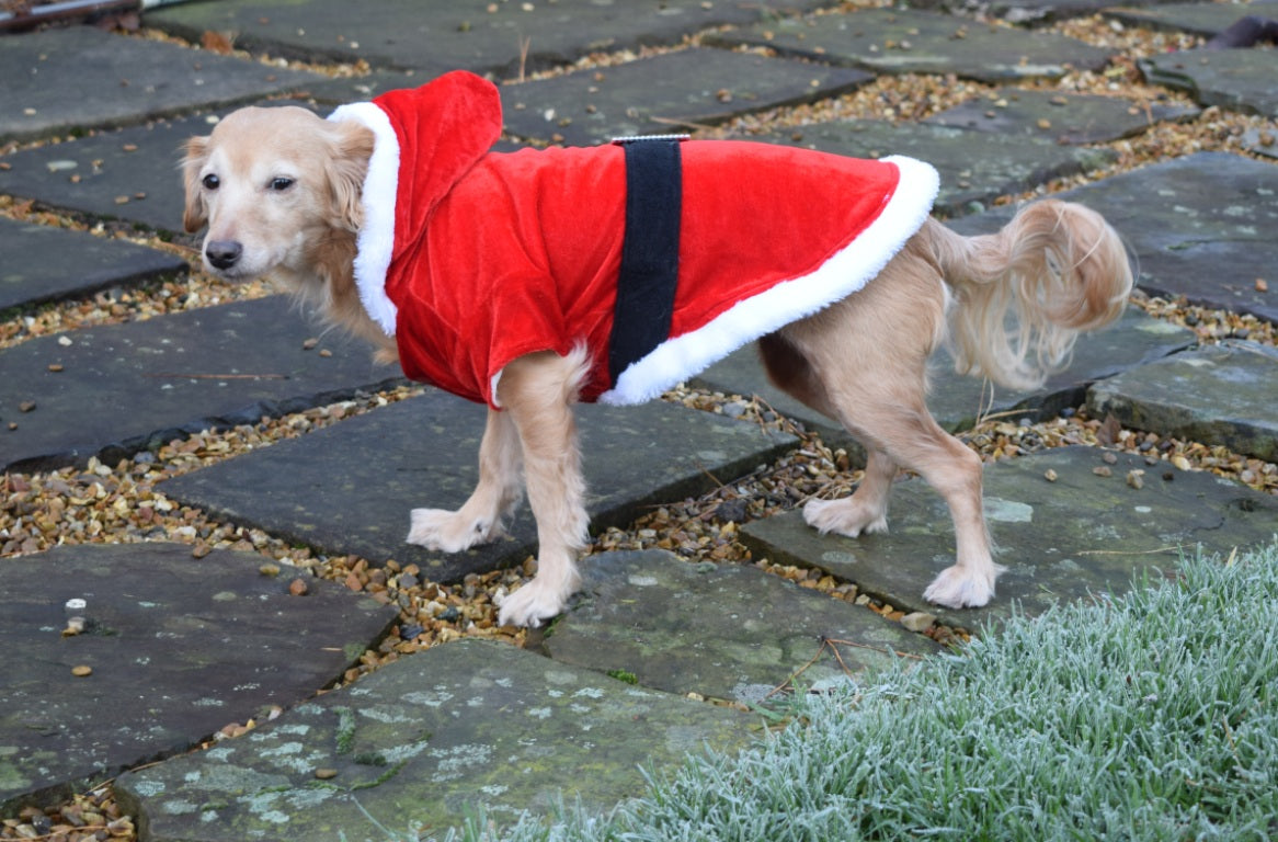 Santa Outfit for dogs