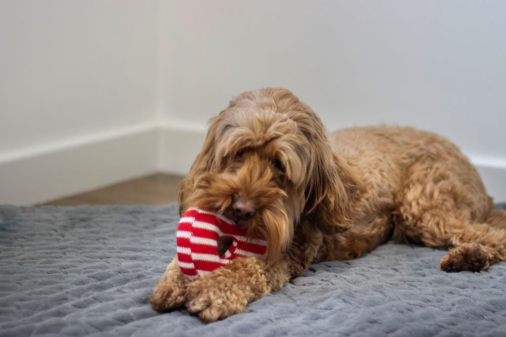 Festive Doggy Toy Doughnuts