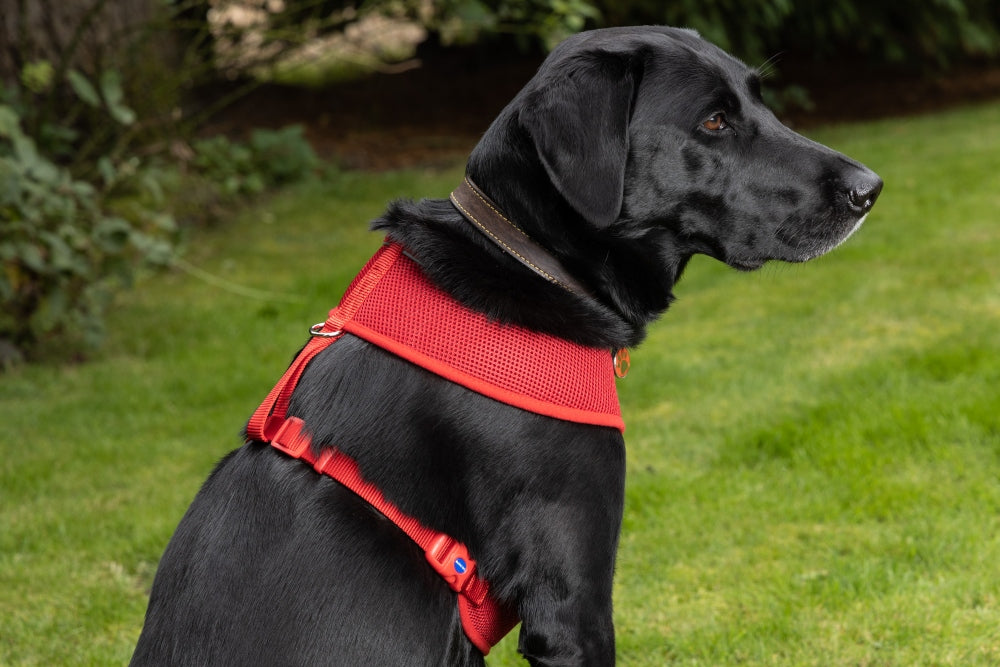Comfort Harness/Car Harness for Dogs in Red