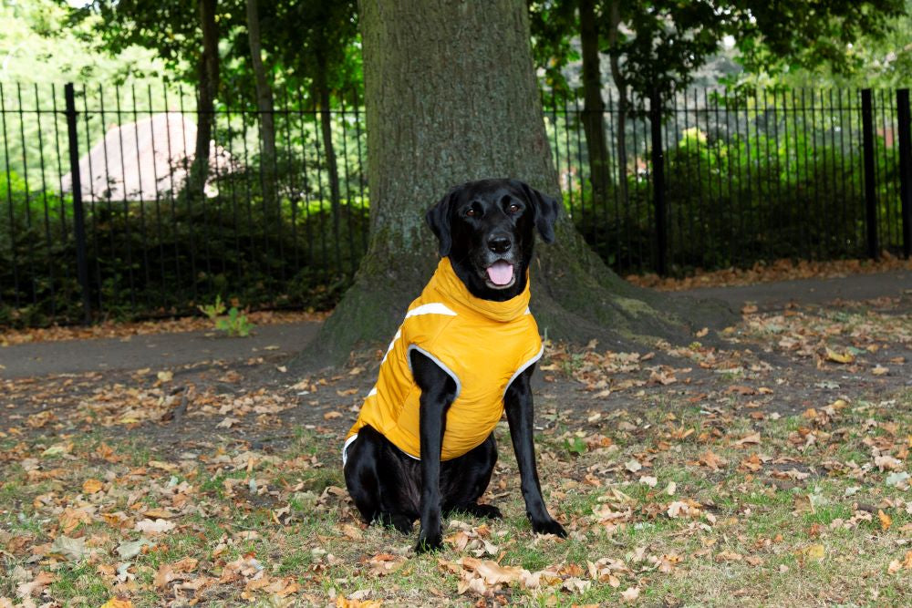 Walksters Fleece Lined Waterproof Dog Coat in Yellow