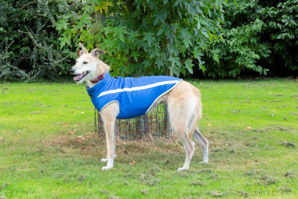 Walksters Fleece Lined Waterproof Dog Coat in Blue