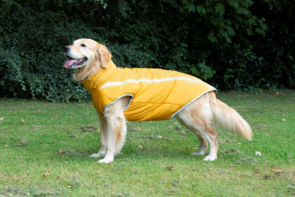 Walksters Fleece Lined Waterproof Dog Coat in Yellow