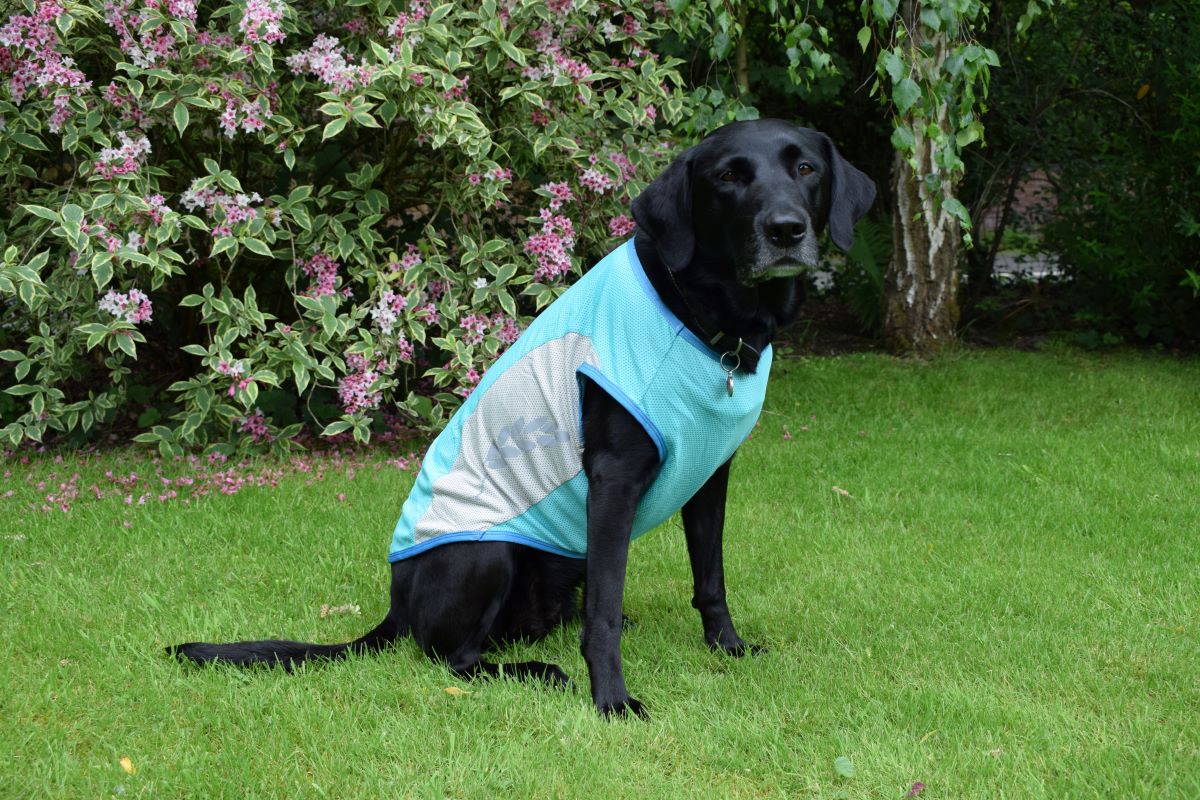 Dog Cooling Vest by Walksters