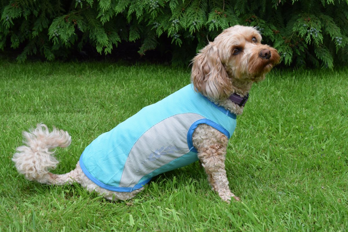 Dog Cooling Vest by Walksters