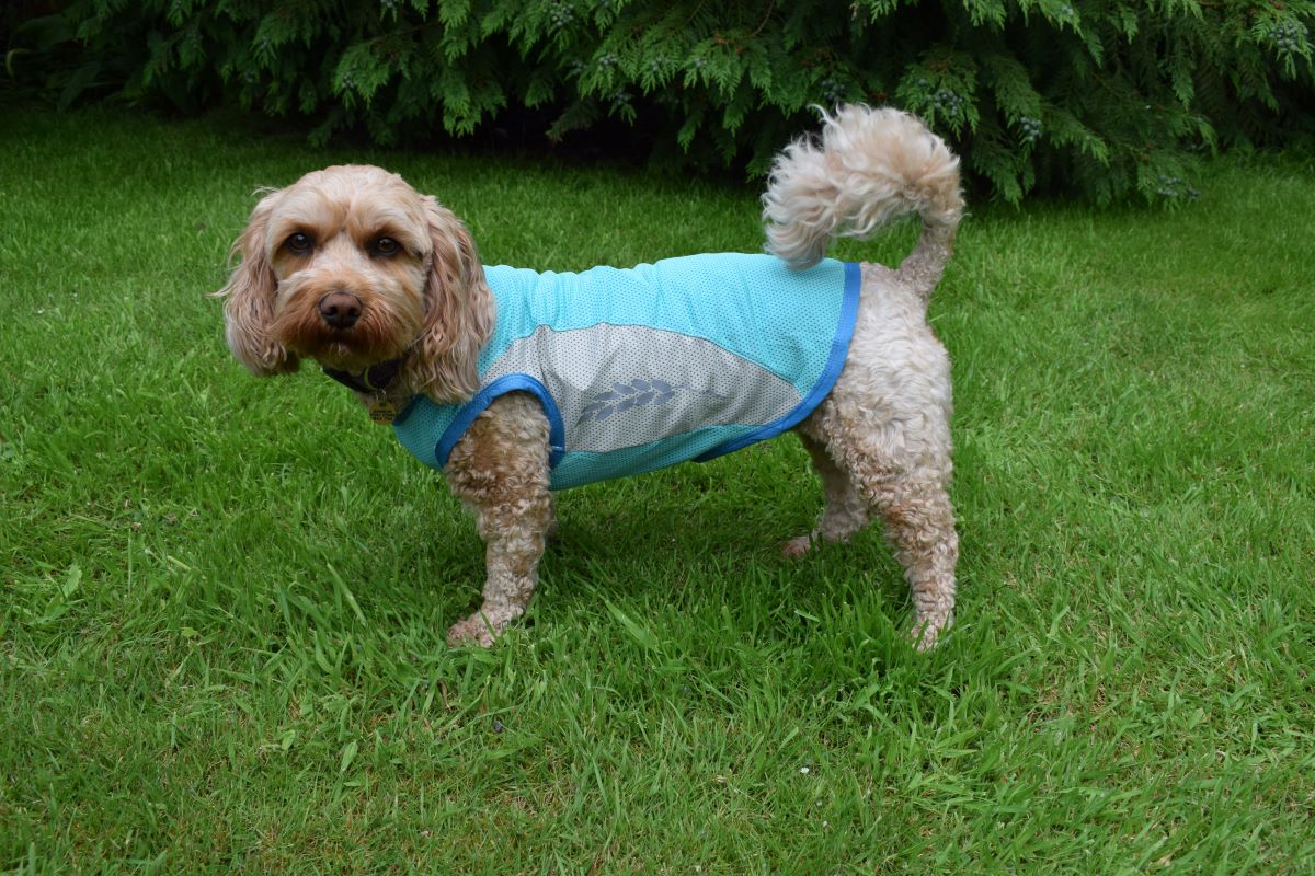 Dog Cooling Vest by Walksters