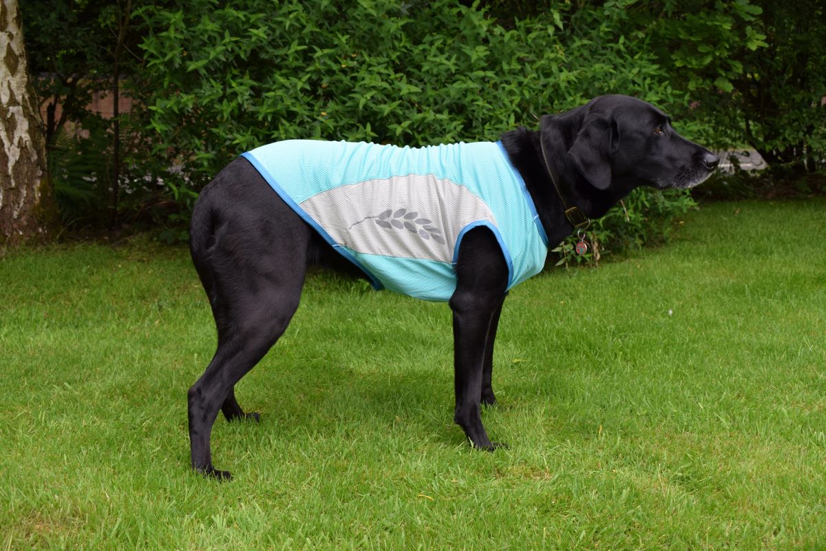 Chilly dog cooling vest outlet