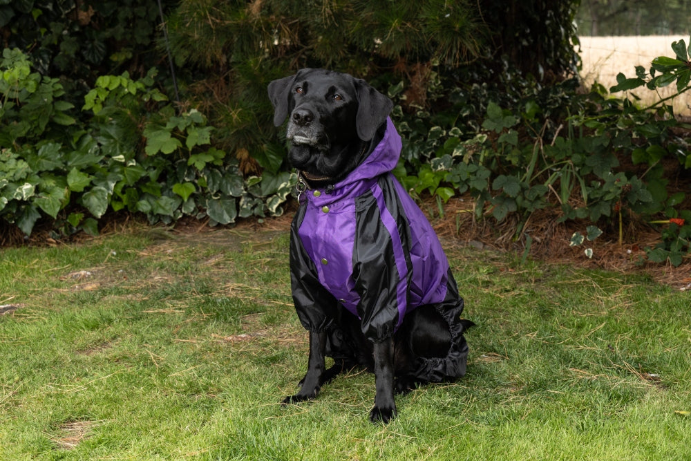 Waterproof Dog Coat with legs in Purple Black